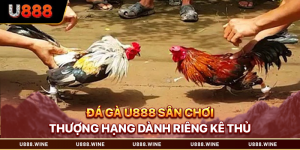 Đá gà U888